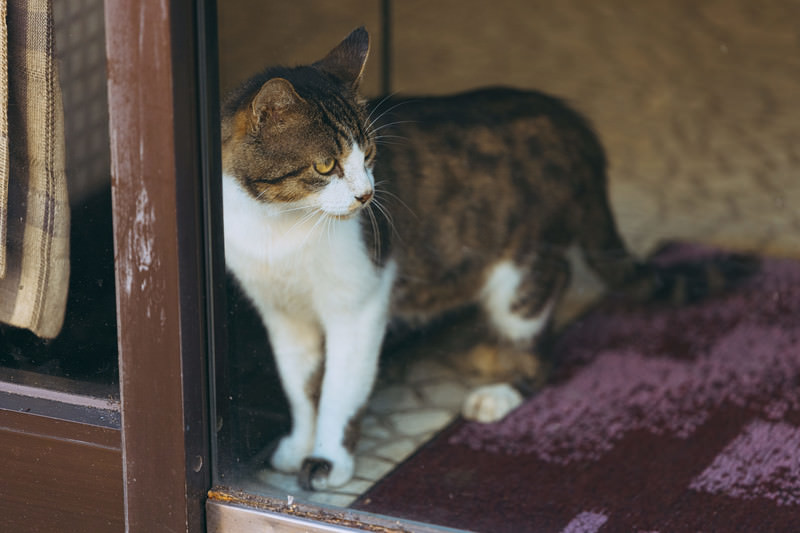 ガラス越しに外を見つめる飼い猫の窓辺での一瞬のフリー写真素材