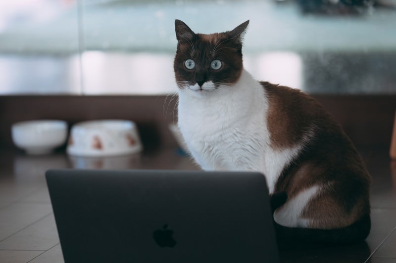突然のバグに目を丸くするノートパソコンの前の猫のフリー写真素材