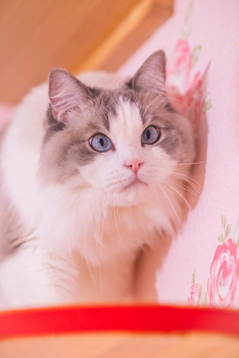 ピンク背景の花に囲まれた青い瞳のラグドール猫のフリー素材